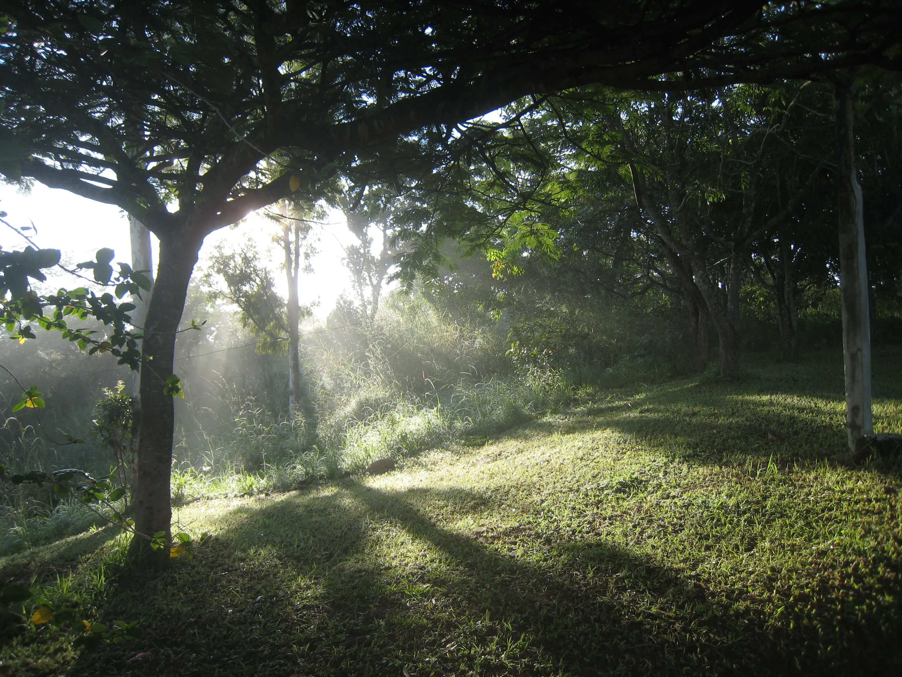 Paisagem natural com vegetação nativa do Sítio das Palmeiras